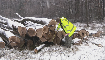 Vyrúbali mu stromy kvôli plynovodu. Spravili to za jeho chrbtom bez povolenia