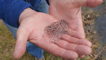 Biológ pomáha prežiť žabám. Vytvoril im nádrže a jazierka