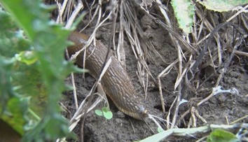 Záhradkárov trápi hnedá pohroma. Slimáky bez ulity za sebou nechávajú spúšť
