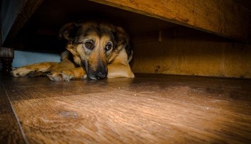 Silvester je pre zvieratá nočnou morou. Veterinárka radí, ako ich ochrániť