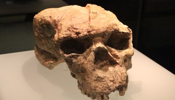 Vedci našli lebku, ktorá môže zmeniť pohľad na evolúciu človeka