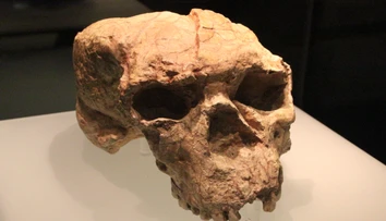 Vedci našli lebku, ktorá môže zmeniť pohľad na evolúciu človeka