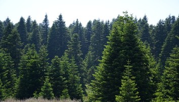 Borovice na Slovensku žltnú. Výskum odhalil, čo ich napáda