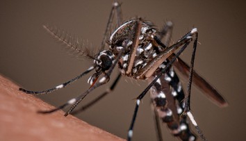 Alarmujúce zistenie vedcov. Tropická choroba, ktorá spôsobuje neznesiteľné bolesti, sa môže šíriť vo väčšine Európy