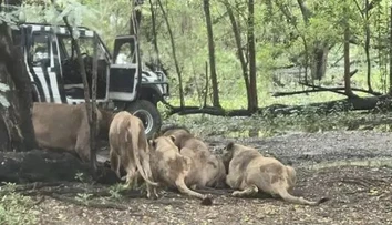 VIDEO: Na ošetrovateľa sa pred zrakmi turistov vrhla svorka levov. Desivú scénu zachytili na kameru