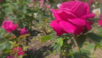 Arborétum láka návštevníkov na jedinečnú výstavu. Je plné rozkvitnutých voňavých ruží
