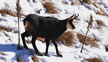 Správa TANAP-u žiada o výnimku na prikrmovanie zveri, no čelí kritike