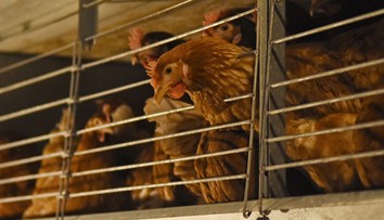 Väčšina sliepok znáša u nás vajcia v klietkach, život prežijú na ploche s veľkosťou papiera A4