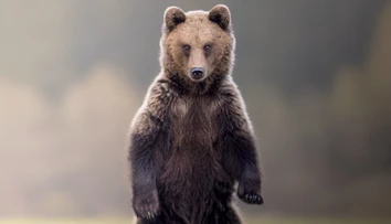 Medveď na päť metrov aj vysnívaný grizzly. Slovenský fotograf šeliem odhalil výninočné zážitky