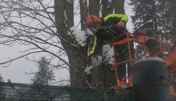 Na strednom Slovensku pribudnú samosprávam starosti so stromami a kríkmi. Energetici im už nepomôžu