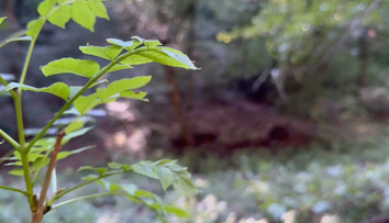 Požiar v lese pri Rudne nad Hronom odhalil hororový nález. Hasiči objavili obhorené ľudské ostatky