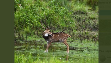 Výzva: Nájdete na obrázku predátora?
