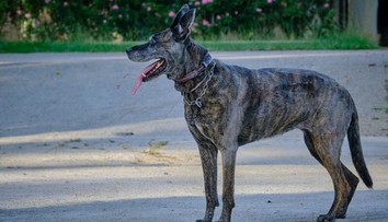 Zatúlaný pes pobehoval po dedine. Zachránil tak život svojho majiteľa