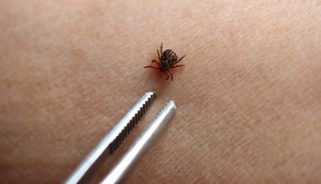 Kliešte si svoje obete vyberajú: Táto krvná skupina ich láka najviac