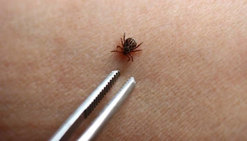 Kliešte si svoje obete vyberajú: Táto krvná skupina ich láka najviac