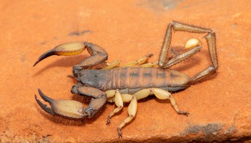 Prežili dinosaury, nezabije ich ani výbuch atómovej bomby. Vedci zistili, prečo sú škorpióny víťazmi evolúcie