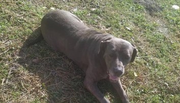 Susedský spor pri Senici: „Policajt mi zastrelil psa", vraví majiteľ. Prípad rieši polícia