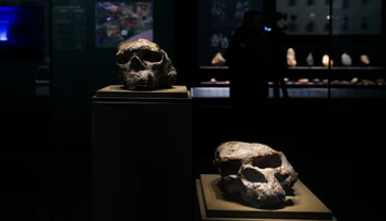 Milión rokov stará lebka prepisuje históriu evolúcie. Ľudia chodili po Zemi skôr, ako sme sa učili v škole