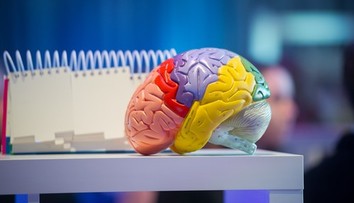 Mozog je flexibilnejší, než sme si mysleli. Ako zmeniť jeho nastavenie v dospelosti?