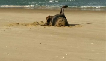 Vedcov prekvapil nečakaný nález: V rozmrazených tuleních výkaloch našli USB kľúč s videom