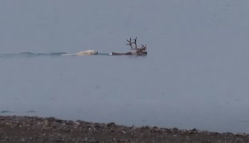 VIDEO: Vedci prvýkrát pozorovali ľadového medveďa, ako v mori loví soba