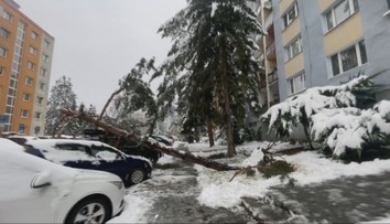 Sneh vyváľal stromy na sídliskách v Banskej Bystrici. Mesto ale plánuje rúbať dreviny v parku