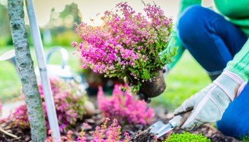 Chystáte sa zasadiť okrasný vres? Prezradíme vám, aké má liečebné účinky