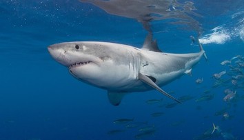 Žraloky čoraz častejšie opúšťajú hlbiny. Vedci odhalili, čo ich ženie k brehom