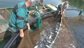Rušný deň na Liptovskej Mare. Zo špeciálnych chovných klietok tam vylovili viac než štyri tony pstruha dúhového