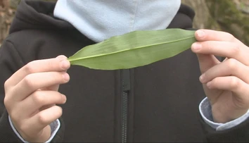 Začala sa sezóna medvedieho cesnaku. Pozor na jeho jedovatú „dvojníčku“
