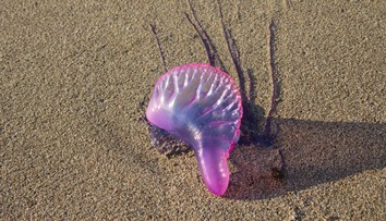 Na obľúbenej španielskej pláži objavili nebezpečného tvora. Jeho dotyk môže spôsobiť smrť