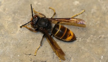 Na Hornej Nitre eliminovali kráľovnú sršňa ázijského, ktorá prežila zimu. Hniezdo založiť nestihla