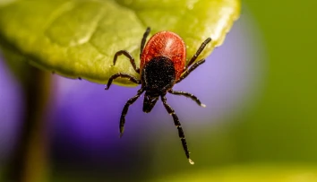 Krvilačné kliešte začali úradovať. Pribudlo množstvo prípadov boreliózy a kliešťovej encefalitídy