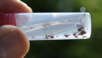 Lokálna epidémia kliešťovej encefalitídy: Počet pacientov stúpa