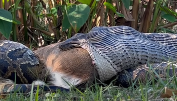 VIDEO: Vedcov prekvapili schopnosti pytóna barmského. Prirovnali ho k sériovému vrahovi