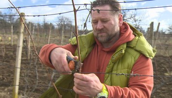 Mnohí vinári už pracujú vo viniciach. Teraz robia to, čo je pre dobré víno zo všetkého najdôležitejšie