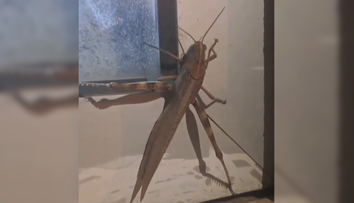 Takú kobylku ste ešte nevideli. Tento „obor“ šokoval celé mesto