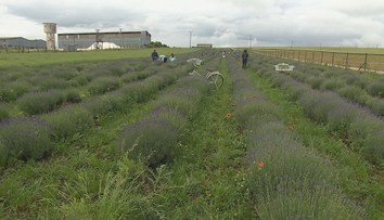 Slováci húfne chodia na polia. Farmári pri Nitre zvolávajú ľudí na samozber levandule