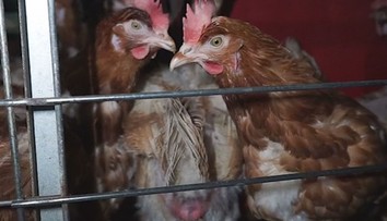 EÚ: Vedci odporučili ukončiť používanie klietok na chov kurčiat
