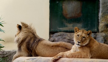 V bojnickej zoo urobili neľahké rozhodnutie, museli utratiť vzácnu levicu Zaru