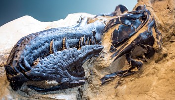 Slávna fosília prinútila vedcov prehodnotiť poznatky o tyranosauroch. Ukázalo sa, že mali trpasličieho príbuzného