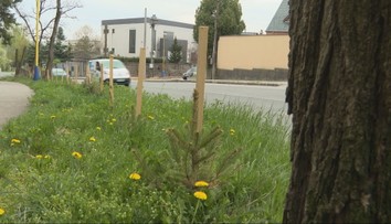 Dobrý úmysel narazil na pravidlá. Nahusto vysadené stromčeky pri ceste v Košiciach musia odstrániť