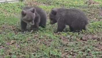 Osirelým medvieďatám sa v Bojniciach darí. Návštevníci tamojšej zoo ich však zrejme nikdy neuvidia