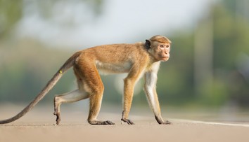 Bizarná situácia: Opica poškodila transformátor a spôsobila blackout