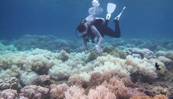 Svet prichádza o koraly, poslednou nádejou je ich umelé pestovanie