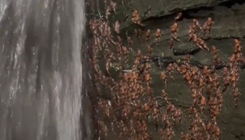 VIDEO: Vedci zdokumentovali veľkú kuriozitu. Tisícky sumcov sa šplhali na kolmú stenu za vodopádom