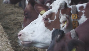 Ministerstvo pôdohospodárstva uvoľňuje opatrenia proti šíreniu slintačky a krívačky