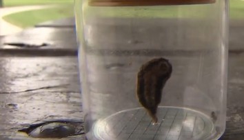 Štát v USA sa borí s inváziou jedovatých húseníc. Kontakt s nimi spôsobuje viacero problémov