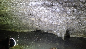 Fascinujúci objav vedcov: Hlboko v tmavej jaskyni našli pavúčie megamesto s najväčšou pavučinou sveta