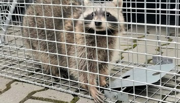Komárňanským policajtom sa podarilo záchrániť z pivnice medvedíka čistotného